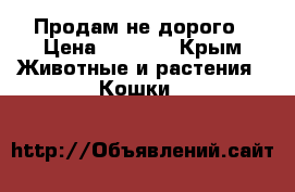 Продам не дорого › Цена ­ 4 000 - Крым Животные и растения » Кошки   